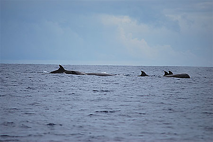 Whales watching, cachalots, Lajes do Pico