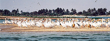 Pélicans sur le fleuve Sénégal
