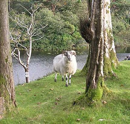 Mouton Irlandais!