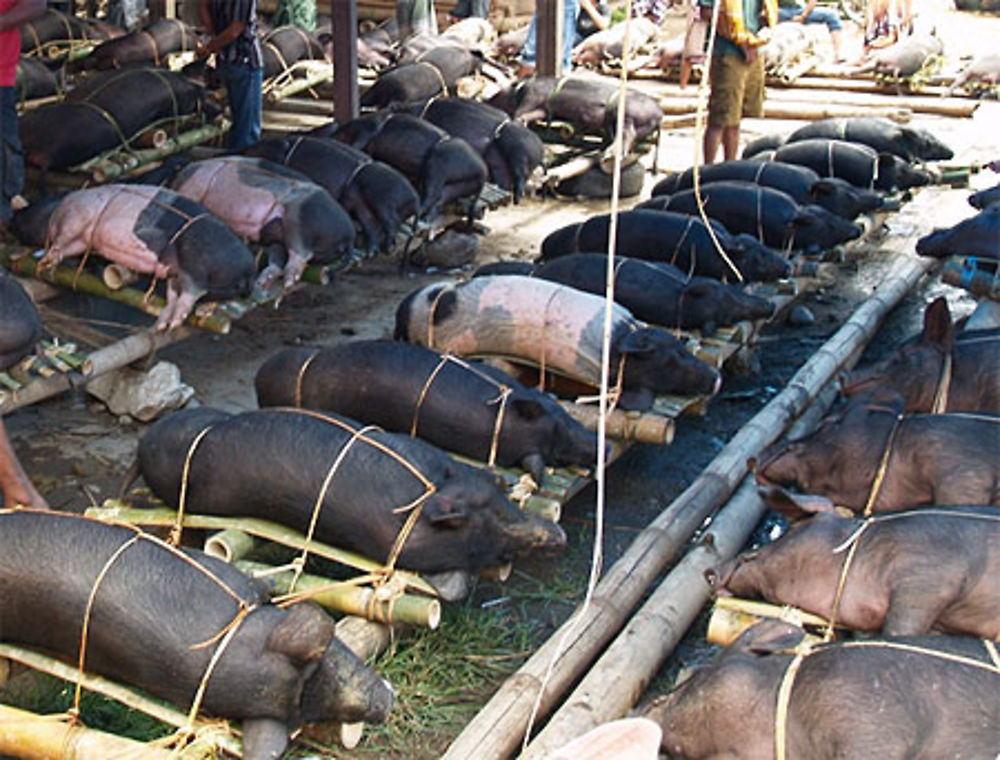 Cochons à vendre