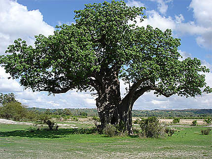 Baobab dans le parc national de Ruaha