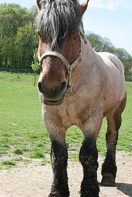 Le cheval de trait de la ferme d'Ecancourt