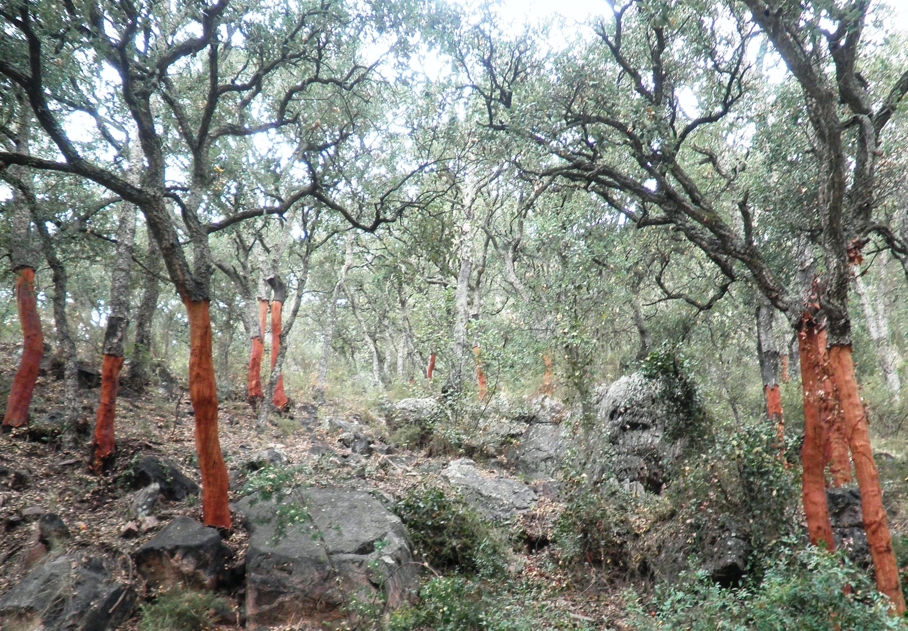 Forêt de chêne-liège Forêt de chêne-liège