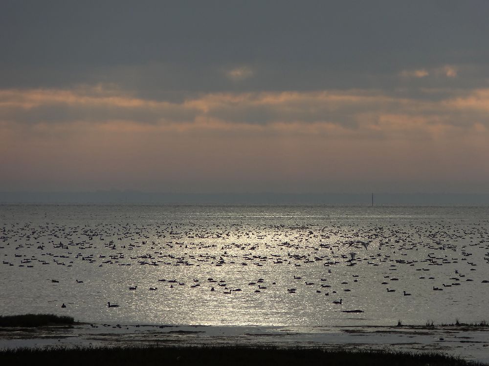 Repos des bernaches sur le Bassin