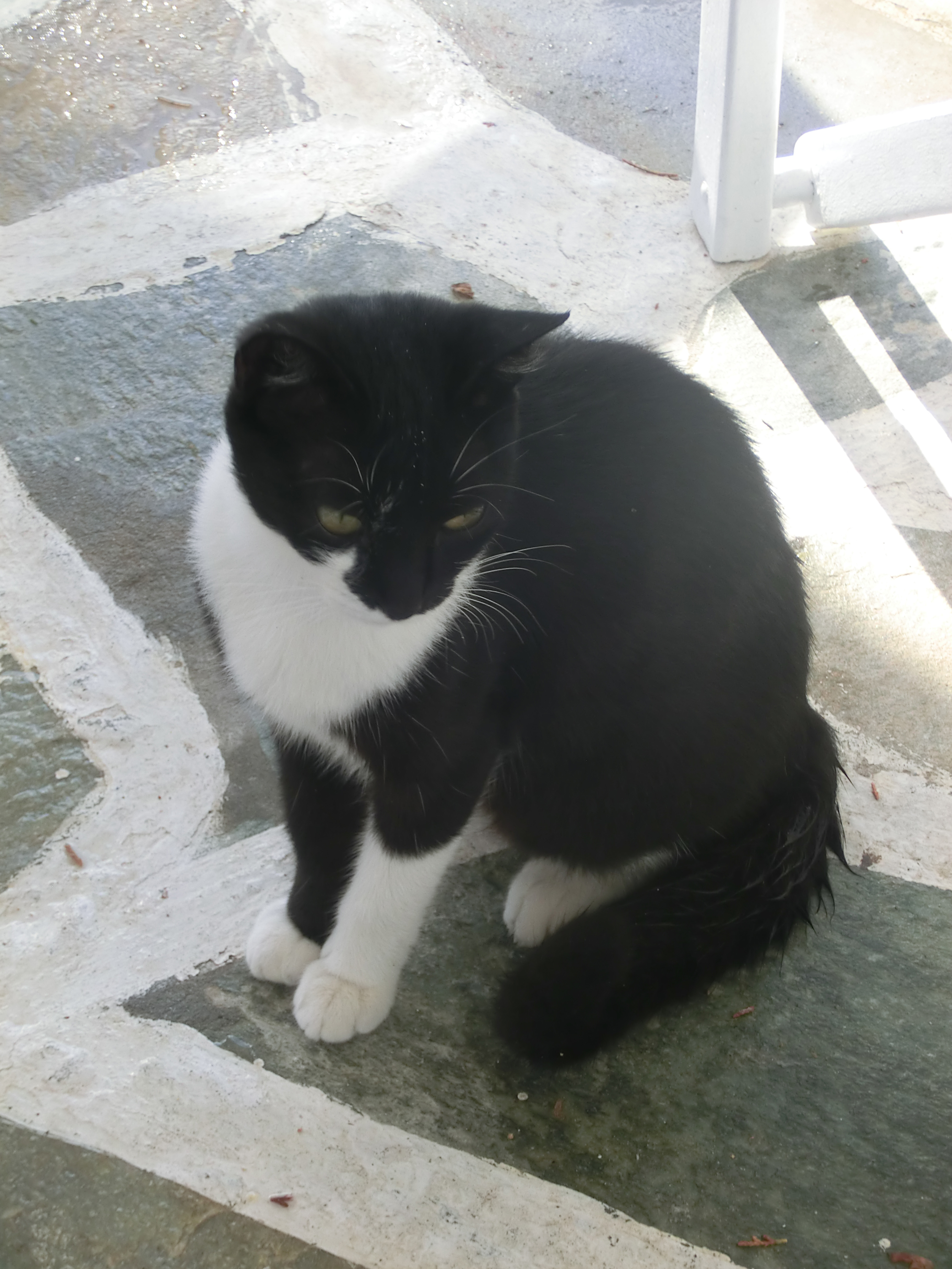 Plénitude des chats Grecs Plénitude des chats Grecs