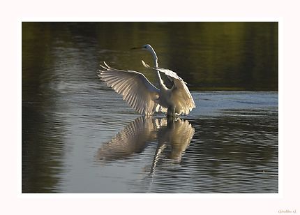 Grande aigrette