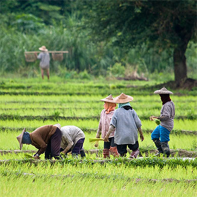 Rizières à Mae Hong Son Rizières à Mae Hong Son
