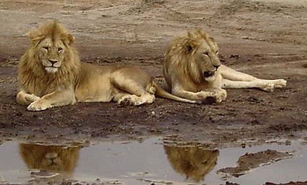 Le repos des lions en Tanzanie