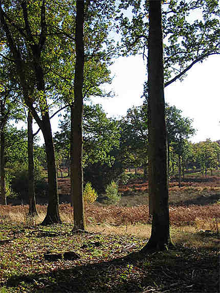 Forêt d'Orléans