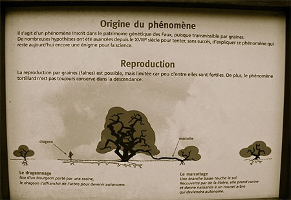 Explication des faux