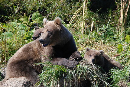 Famille ours