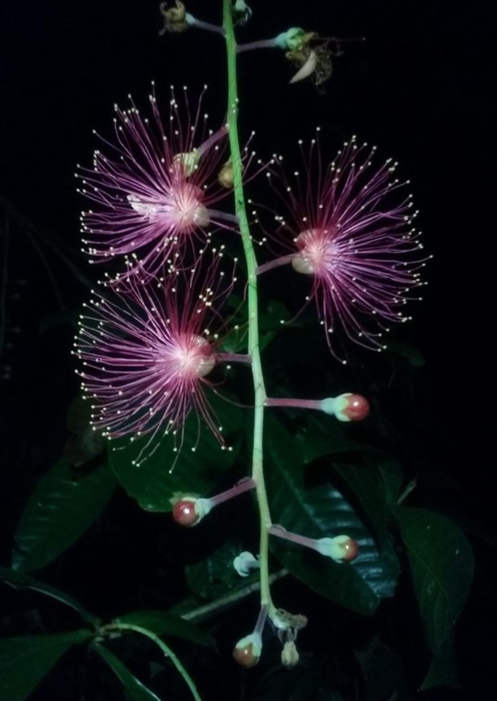 Splendeurs nocturnes dans le parc Kuala Tahan