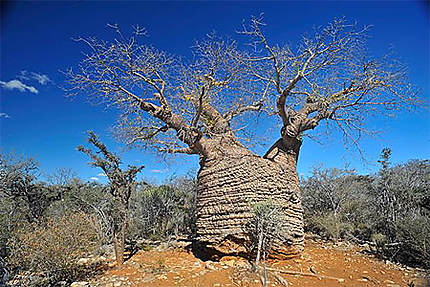 Baobab du grand Sud