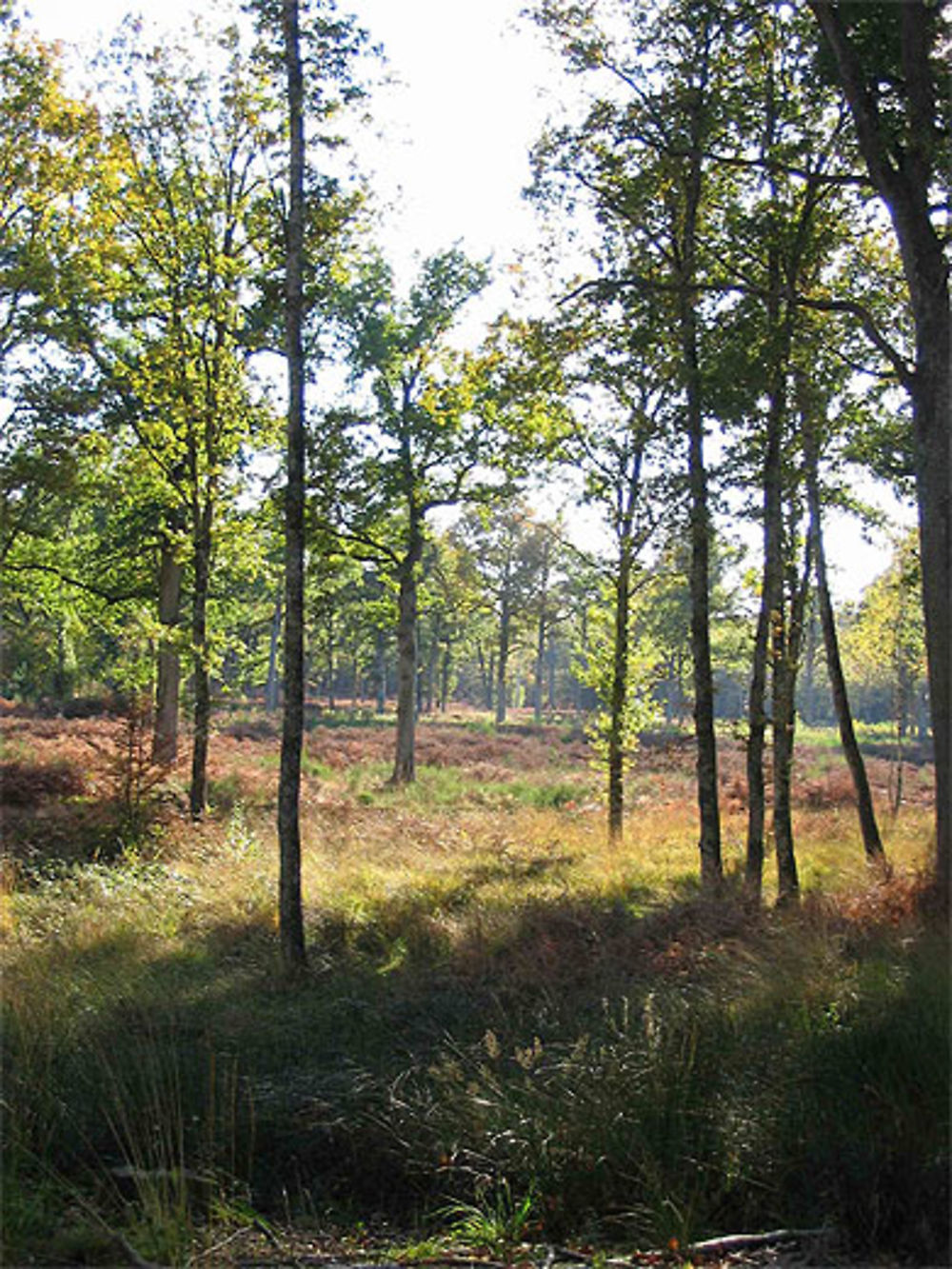 Forêt d'Orléans