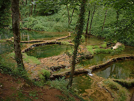 Forêt du Jura