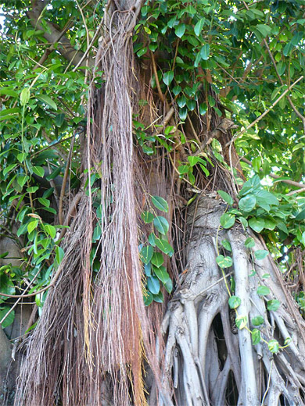 Arbre caoutchouc