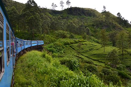 Train dans les plantations de thé
