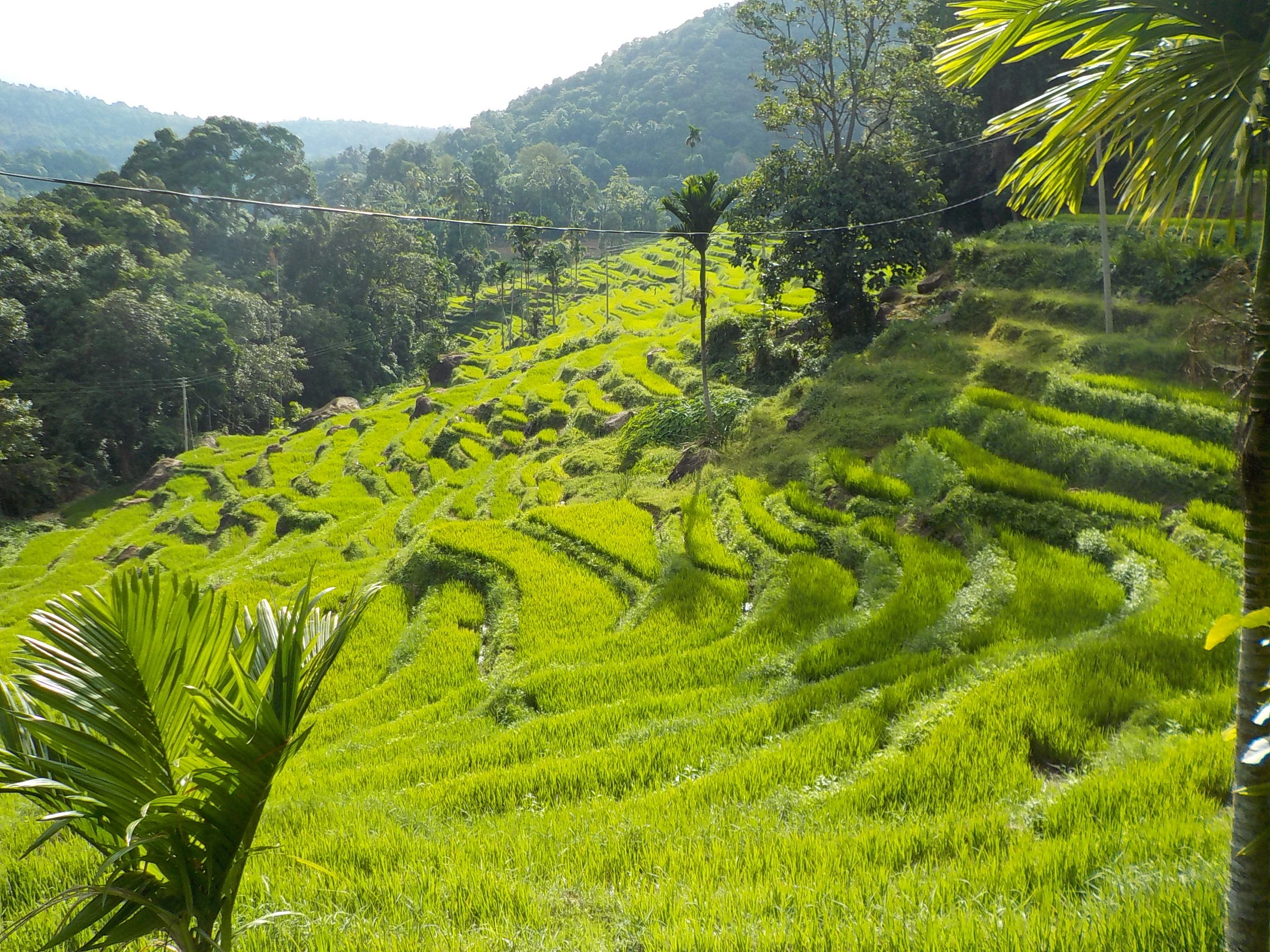 Les rizières sri lankaises