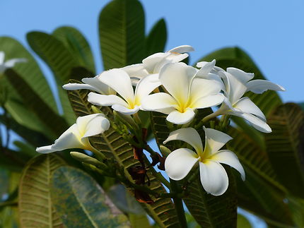 Fleur de Frangipane : Fleurs : Tangalle (Tangalla) : Côte Sud : Sri Lanka :  Routard.com