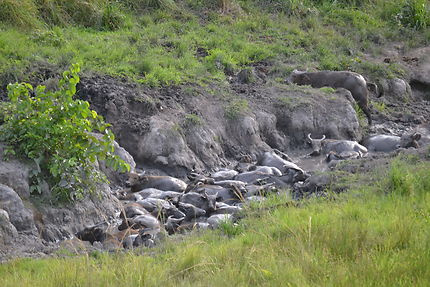 Buffles prenant leur bain, parc de la Lopé, Gabon