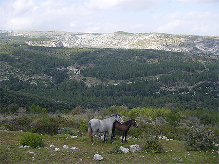 Chevaux à Pantalica Chevaux à Pantalica