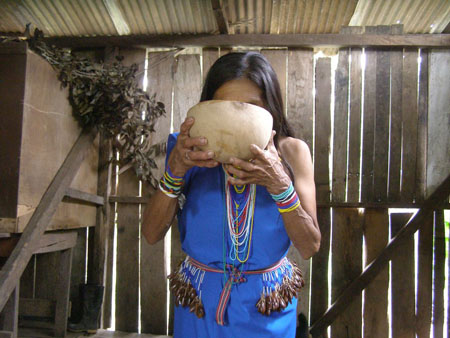 La chicha (yuca maché par les femmes) La chicha (yuca maché par les femmes)
