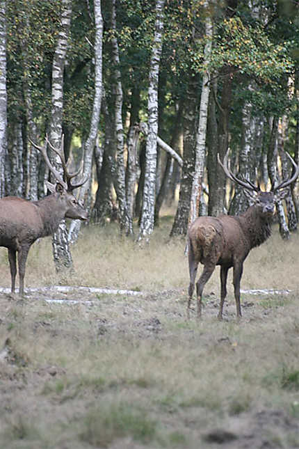 2 cerfs dans la forêt de Rambouillet