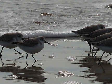 Bécasseau sanderling