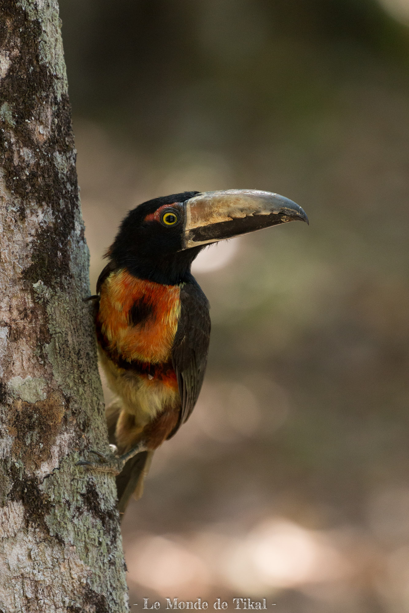 Toucan Toucan