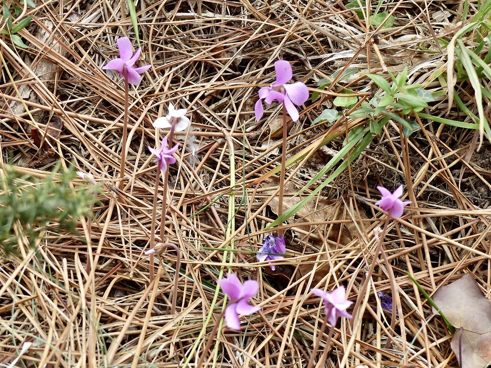 Les mini fleurs sont apparues en septembre 