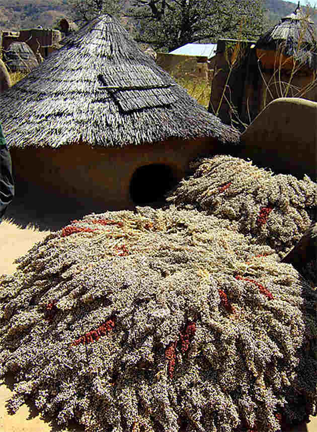 Sorgho Nadoba Région De Kara Togo