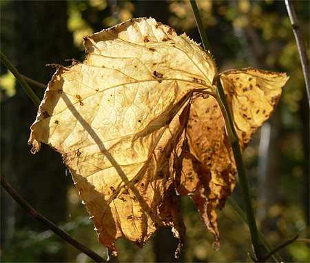 Feuille d'automne Feuille d'automne