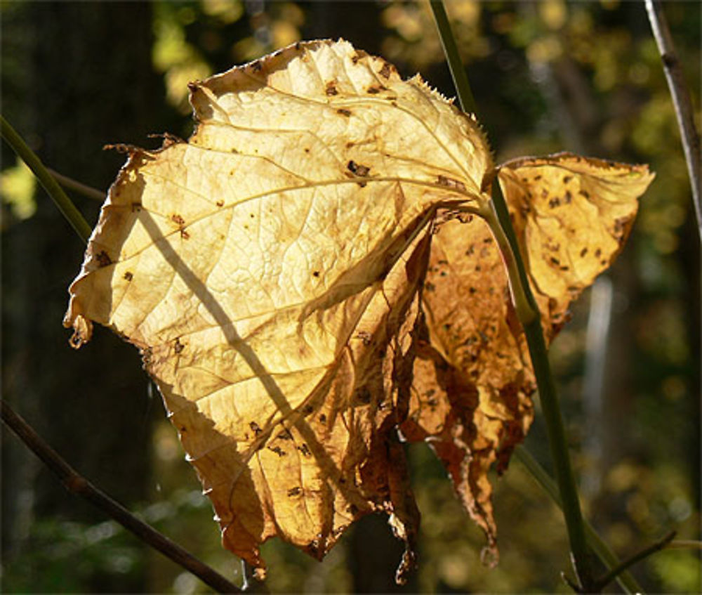 Feuille d'automne