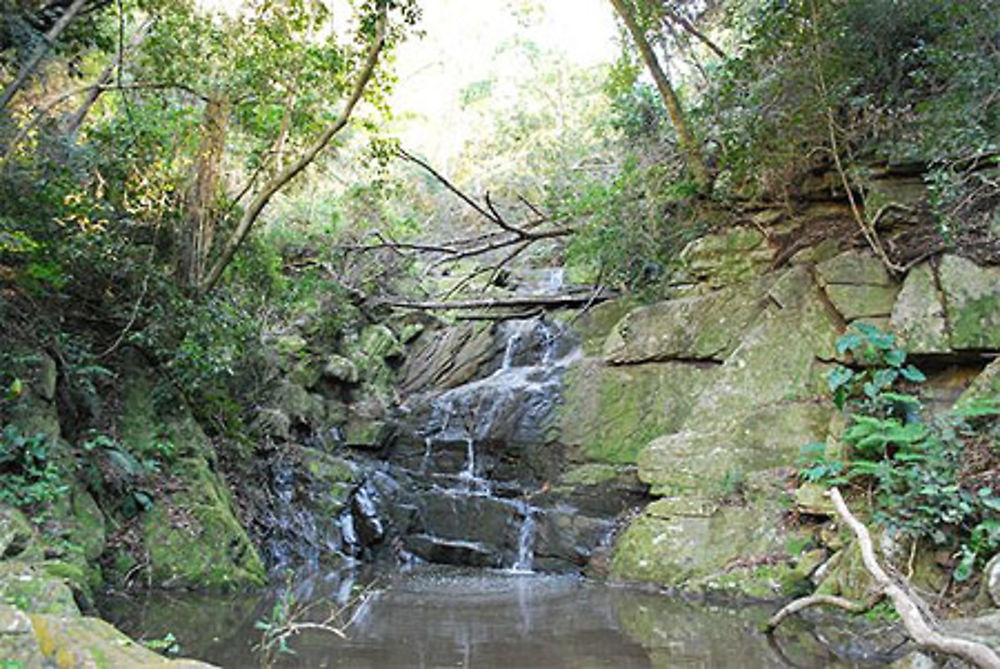 Loerie trail, Tsitsikamma National park