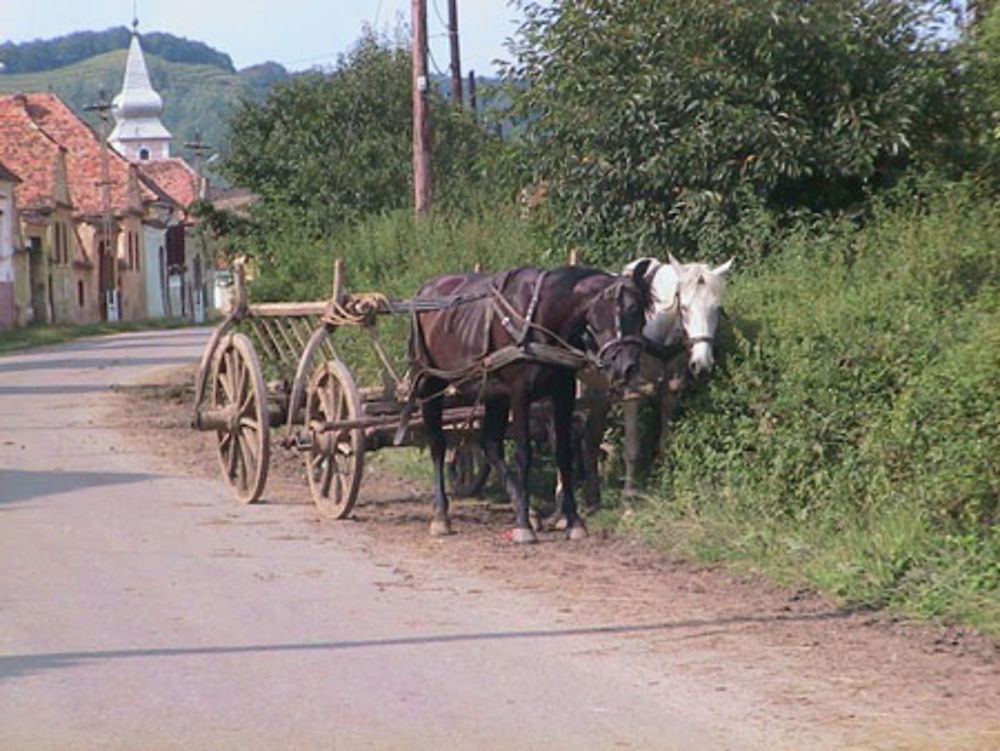 Transylvanie