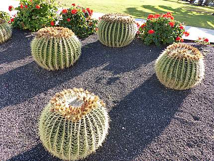 Cactus en rangs 