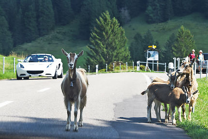 Chèvres suisses sur la route