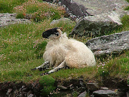 mouton celtique