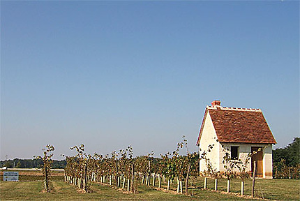 Maison de vigne à l'entrée de Montlouis s/Loire, en Touraine