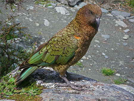 Kéa : Oiseaux : Animaux : Mount Aspiring National Park ...