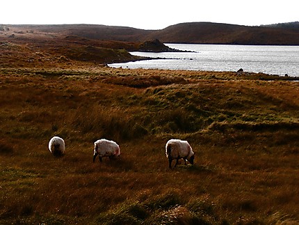 Moutons à Inagh Valley