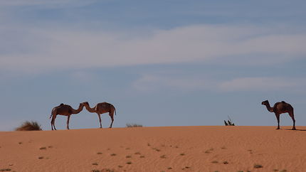 Les chameaux