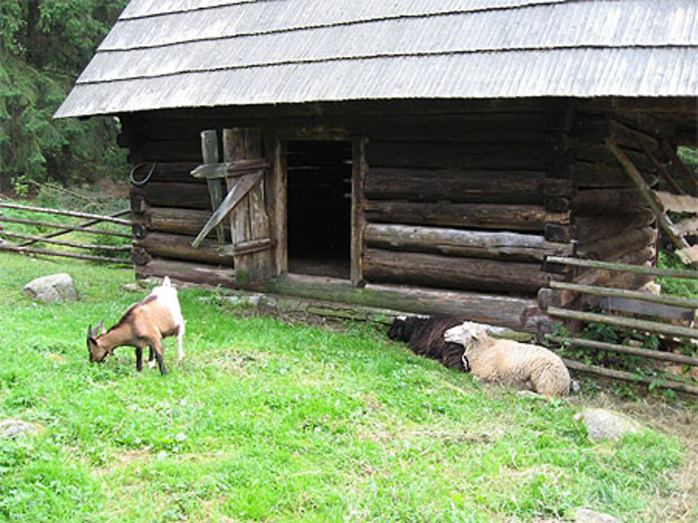 Bergerie de montagne