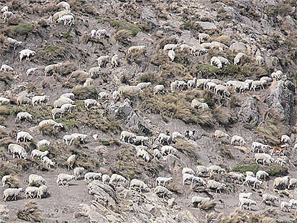 Troupeau de moutons dans la région du Chimborazo