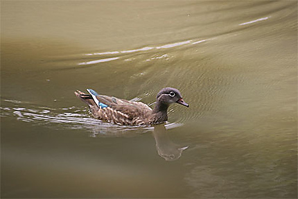 Canard