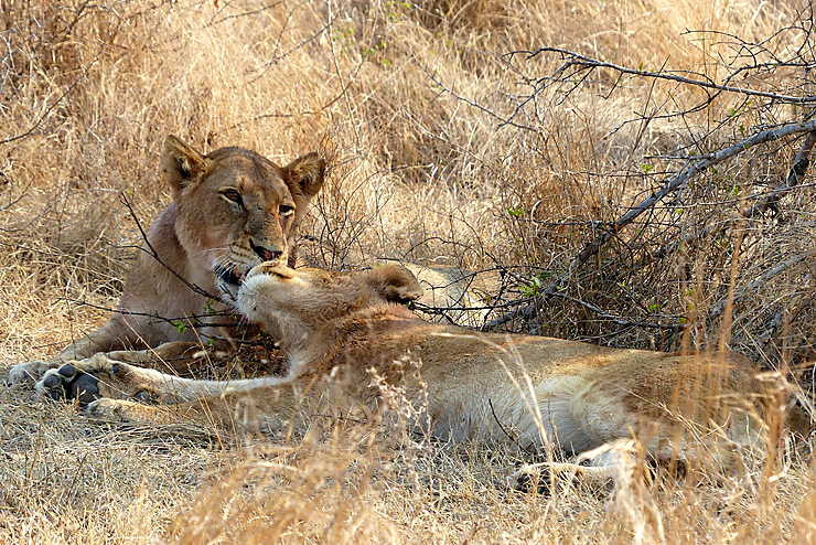 Parc national Kruger, Afrique du Sud