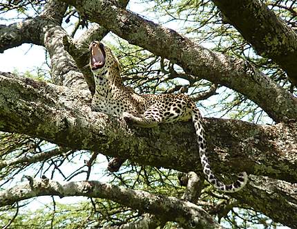 Léopard dans le Serengetti