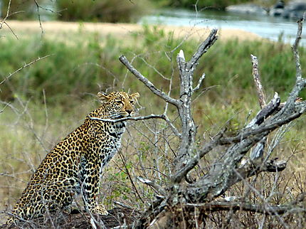Jeune léopard vers le camp de Lower Sabie