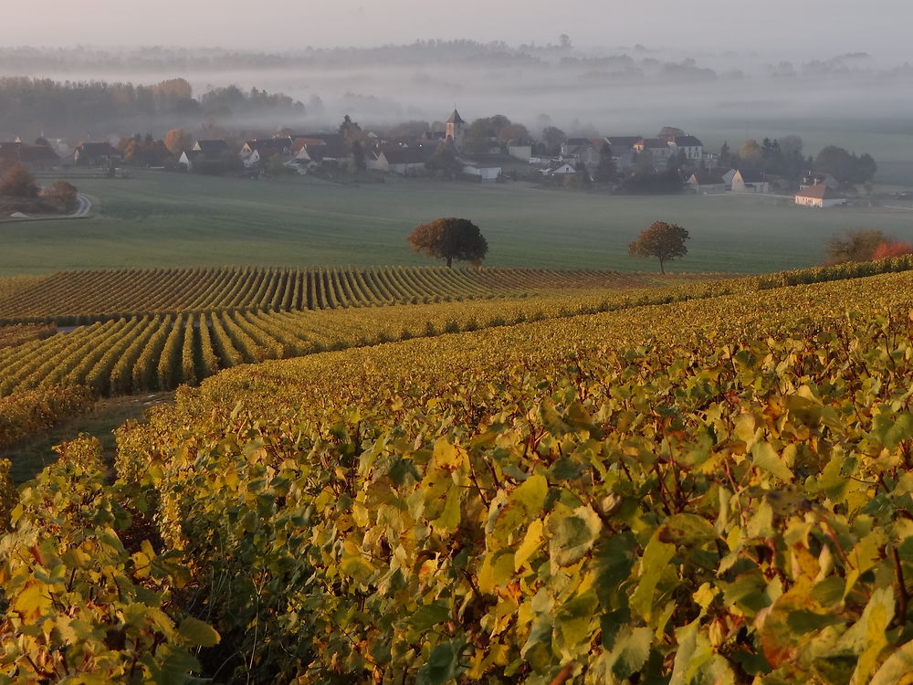 Coizard vu des vignes 