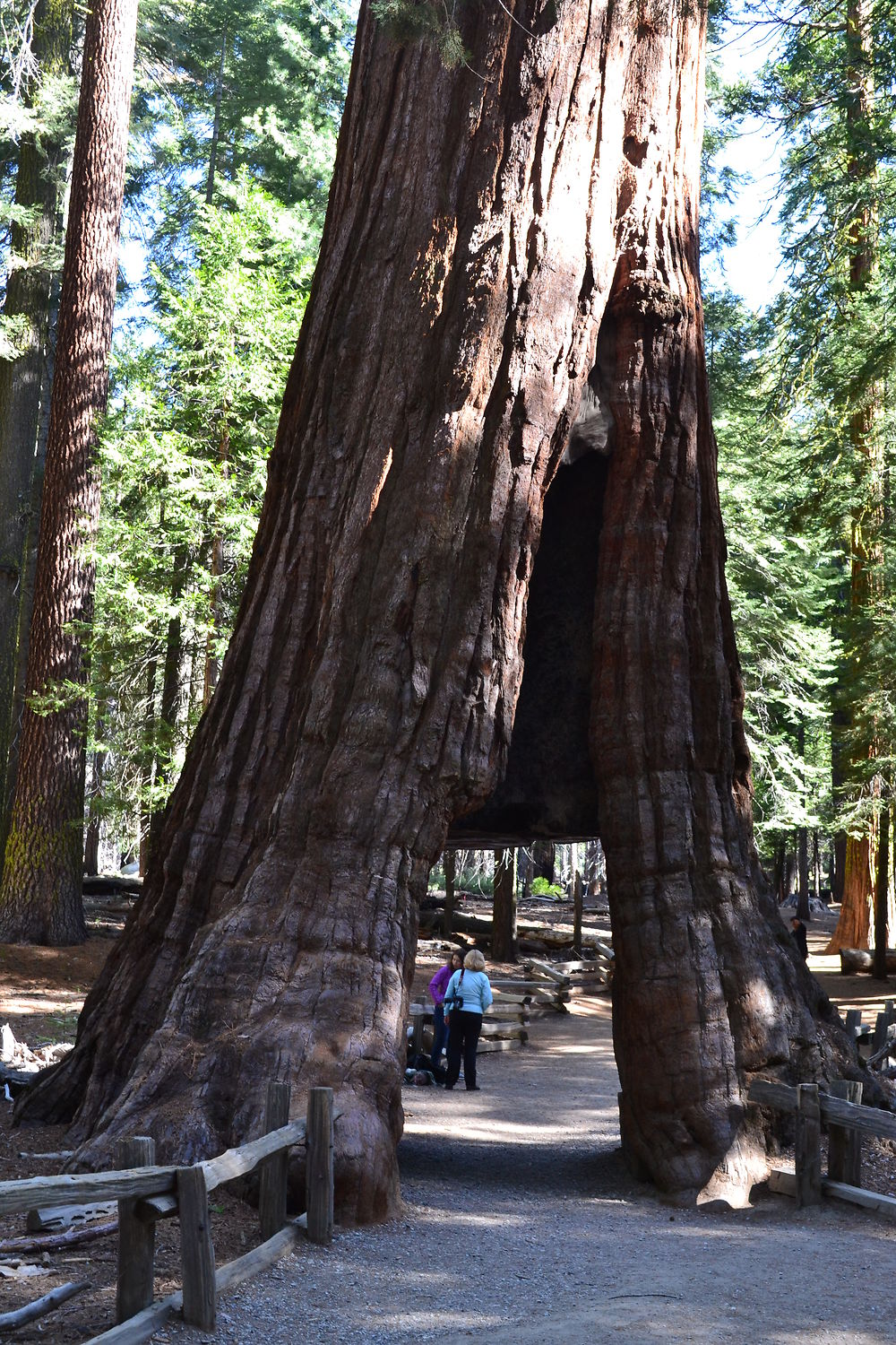 California Tunel Tree